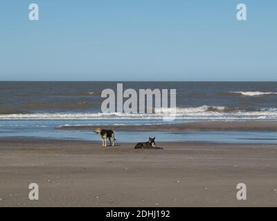 Deux chiens dans le sable au bord de la mer de petites vagues en train de s'écraser sur la rive Banque D'Images