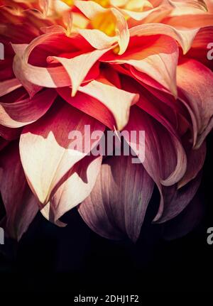 Dahlia, fleur de couleur rose déchiqueuse en plein air. Banque D'Images