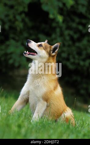 Lundehund norvégien Spitz, dog sitting on Grass Banque D'Images