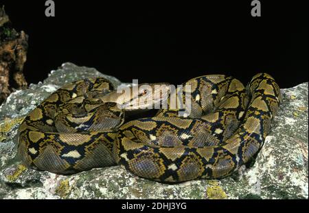 Python réticulé, python reticulatus, adulte debout sur Rock Banque D'Images