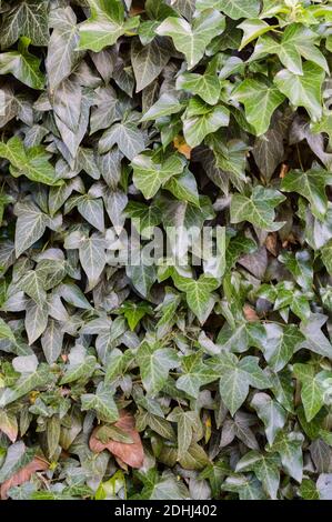 Hedera ou ivy vert dans le jardin fond utile Banque D'Images