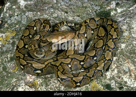 Python réticulé, python reticulatus, adulte debout sur Rock Banque D'Images