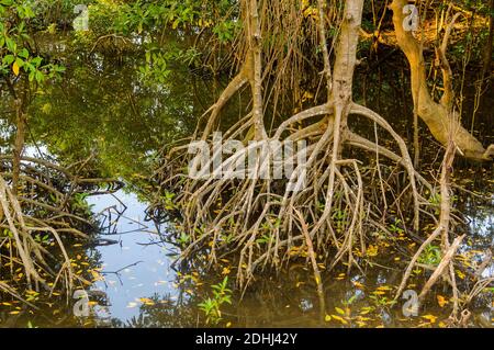 Mangroves le long de l'eau turquoise verte Banque D'Images