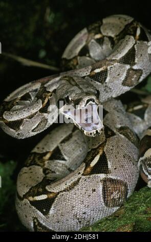 Boa constricteur, boa constrictor, des profils avec la bouche ouverte, attitude de défense Banque D'Images