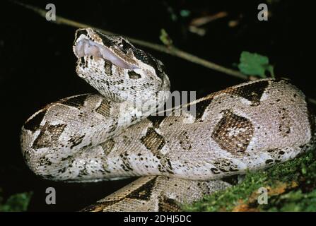 Boa constricteur, boa constrictor, des profils avec la bouche ouverte, attitude de défense Banque D'Images