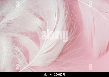 Gros plan sur la texture des plumes. Arrière-plan abstrait. Toile de fond rose pastel Banque D'Images