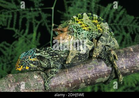 Jackson's Chameleon, chamaeleo jacksoni, paire l'Accouplement Banque D'Images