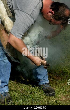 Forgeron avec un cheval, marquage au fer chaud sur le sabot Banque D'Images