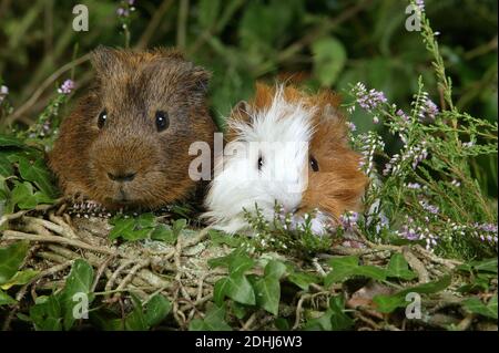 Cochon d'Inde, cavia porcellus, adultes debout à Heaters Banque D'Images