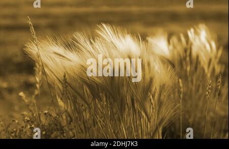 L'herbe de pampas jaune doré pousse sur le terrain Banque D'Images