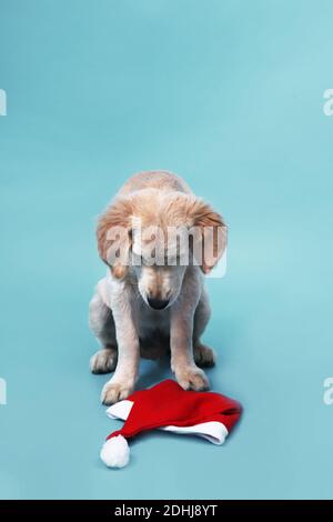 Le joli chiot Golden Retriever se trouve sur un fond bleu et regarde le chapeau du Père Noël. Photo de haute qualité Banque D'Images