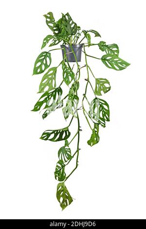 Vigne tropicale à long terme 'Monstera Adansonii' ou 'Monstera Monkey Mask' la plante du foyer en pot de fleurs isolé sur fond blanc Banque D'Images