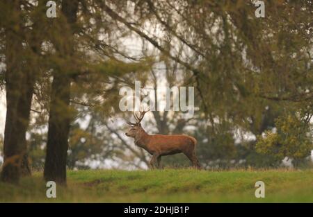 Un cerf dans le domaine du château de Raby, comté de Durham entouré de couleurs automnales. Photo prise le 16 octobre 2020