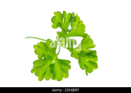 Persil à une feuille isolé sur fond blanc Banque D'Images