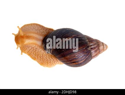 Un gros escargot isolé sur fond blanc Banque D'Images