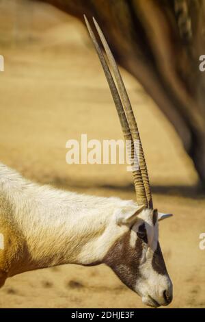 Portrait en tête d'un oryx arabe, dans La Réserve naturelle de Yotvata Hai-Bar, dans le désert d'Arava, dans le sud d'Israël Banque D'Images