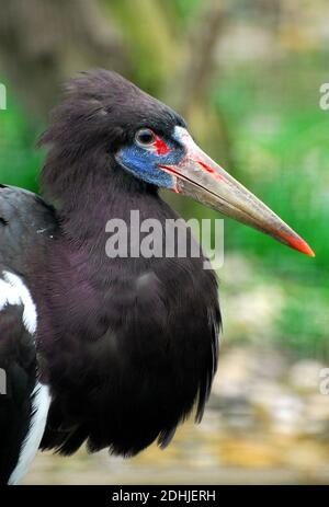 D'Abdim cigogne, cigogne, à ventre blanc, Regenstorch Abdimstorch oder Abdim Ciconia abdimii, gólya-Abdim, Banque D'Images