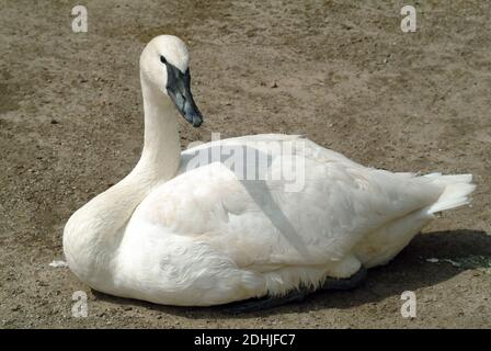 Cygne trompettiste, Trompeterschwan, Cygnus buccinator, trombitás hattyú Banque D'Images