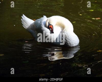 Cygne muet, Höckerschwan, Cygne tuberculé, Cygnus olor, bütykös hattyú Banque D'Images