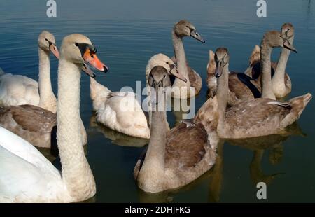 Cygne muet, Höckerschwan, Cygne tuberculé, Cygnus olor, bütykös hattyú Banque D'Images