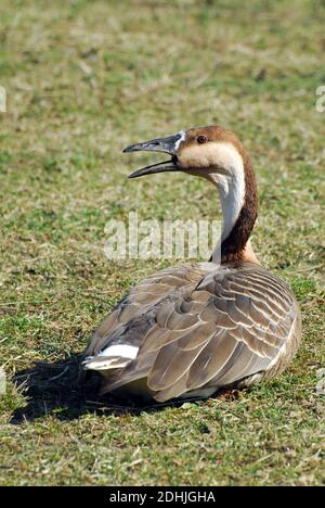 Cygne, Schwanengans, Anser cygnoides, kínai hattyúlúd, vulnérable Banque D'Images