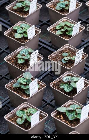 Pots de Cyclamen Fi Metis Rose en vente dans une pépinière de jardin. Banque D'Images