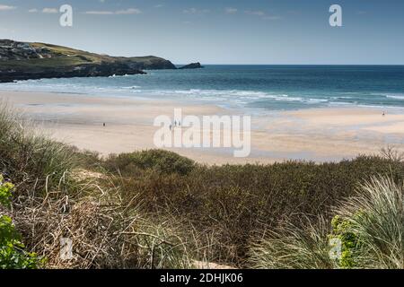 Végétation qui pousse sur le système de dunes de sable surplombant la plage de Fistral à Newquay, en Cornwall. Banque D'Images