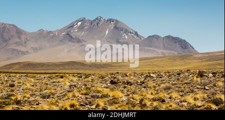 Les volcans s'élèvent au-dessus de la haute altitude des prairies de coiron des Andes altiplano, près de Socaire, San Pedro de Atacama, Chili Banque D'Images