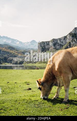 Des vaches domestiques mignonnes se pastant dans une prairie en pente luxuriante en été le jour ensoleillé dans les montagnes Banque D'Images