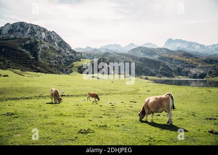 Des vaches domestiques mignonnes se pastant dans une prairie en pente luxuriante en été le jour ensoleillé dans les montagnes Banque D'Images