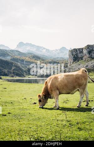 Des vaches domestiques mignonnes se pastant dans une prairie en pente luxuriante en été le jour ensoleillé dans les montagnes Banque D'Images