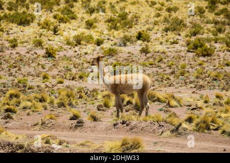 Vicunas paissant sur les prairies de haute altitude de coiron de l'altiplano au-dessus de San Pedro de Atacama, Chili Banque D'Images