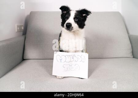 Adorable chien noir et blanc avec bordure Collie assis avec du papier affiche sur le canapé et vue sur l'extérieur Banque D'Images