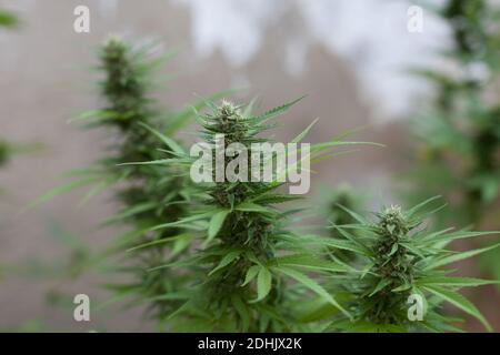 Plante de marijuana poussant dans des pots Banque D'Images