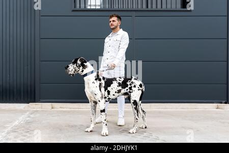 Vue latérale du propriétaire masculin debout avec le grand Harlequin Great Dane chien pendant la promenade dans la ville et regarder loin Banque D'Images