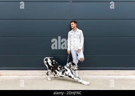 Propriétaire masculin debout avec le grand chien d'Arlequin Great Dane pendant promenez-vous en ville et regardez loin Banque D'Images