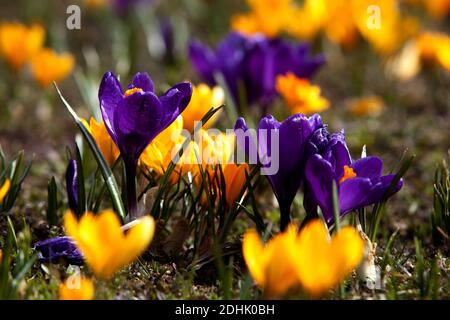 Crocus poussant dans une pelouse de jardin au début du printemps Banque D'Images