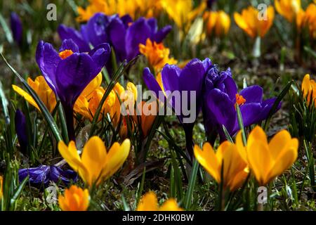 Crocuses poussant dans une pelouse, soleil Banque D'Images