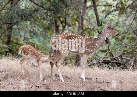 Chital - Doe with Fawn - Parc national de la forêt de GIR, Gujarat, Inde Banque D'Images