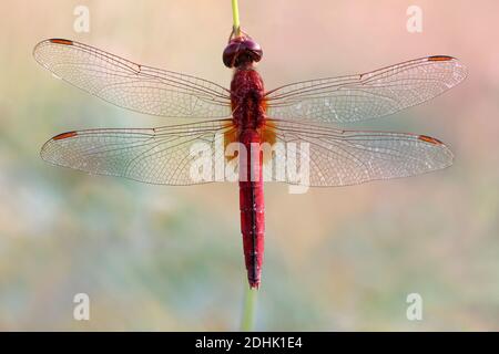 Skimmer alias Ruddy écarlate Crocothemis servilia Skimmer Marais mâle - District Kutch, Gujarat, Inde Banque D'Images