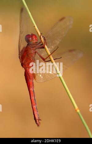 Skimmer alias Ruddy écarlate Crocothemis servilia Skimmer Marais mâle - District Kutch, Gujarat, Inde Banque D'Images