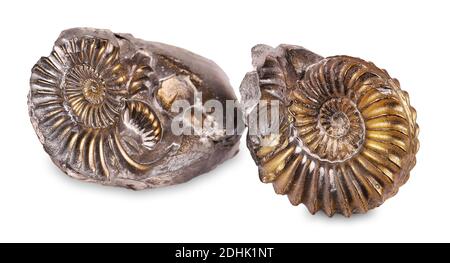 Escargot fossilisé dans la pierre, ammonite Banque D'Images