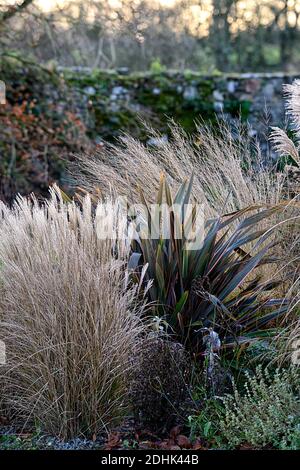 Hiver,herbe ornementale,herbes ornementales,mélange,mélange,molinia,stipa,Calamagrostis,phormium,intérêt hivernal,structure,plantes architecturales,jardin,jardin Banque D'Images