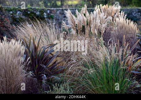 Hiver,herbe ornementale,herbes ornementales,mélange,mélange,molinia,stipa,Calamagrostis,phormium,intérêt hivernal,structure,plantes architecturales,jardin,jardin Banque D'Images