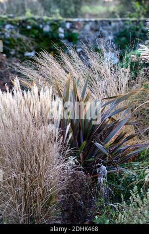 Hiver,herbe ornementale,herbes ornementales,mélange,mélange,molinia,stipa,Calamagrostis,phormium,intérêt hivernal,structure,plantes architecturales,jardin,jardin Banque D'Images