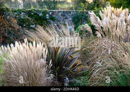 Hiver,herbe ornementale,herbes ornementales,mélange,mélange,molinia,stipa,Calamagrostis,phormium,intérêt hivernal,structure,plantes architecturales,jardin,jardin Banque D'Images