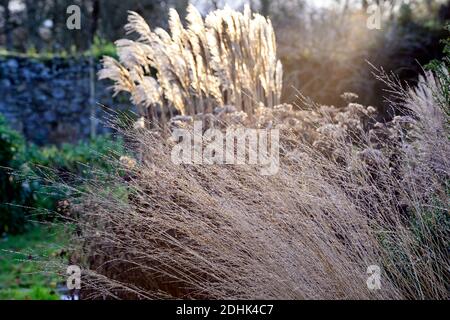 Molinia caerulea subsp arundinacea transparent,Miscanthus sinensis Malepartus,Chinois Silver Grass,hiver,rétro-éclairage,rétro-éclairage,ornement gra Banque D'Images