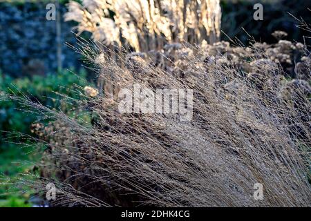 Molinia caerulea subsp arundinacea transparent,hiver,rétro-éclairé,rétro-éclairage,herbe ornementale,herbes ornementales,jardin,jardins,RM Floral Banque D'Images