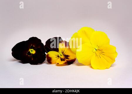 Trois pansies d'automne et d'hiver Cool Wave, de belles fleurs dans les tons de jaune et de marron Banque D'Images