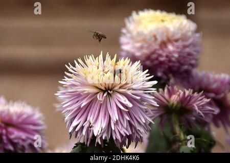 Peshawar, Pakistan. 11 décembre 2020. Les abeilles volent autour des fleurs lors d'un spectacle de fleurs de chrysanthème à Peshawar, au Pakistan, le 11 décembre 2020. Un spectacle floral de quatre jours a débuté jeudi à Peshawar. Credit: Saeed Ahmad/Xinhua/Alay Live News Banque D'Images